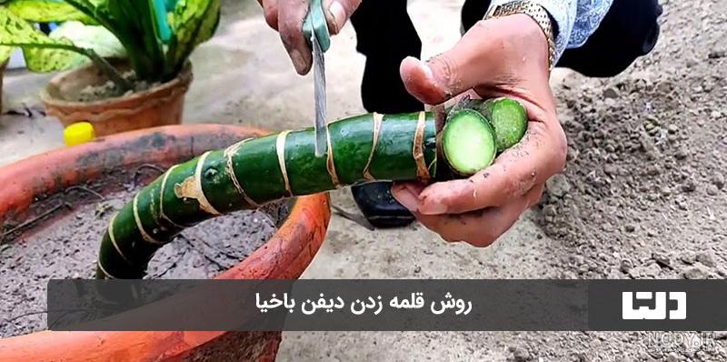 راهنما کامل نگهداری و معرفی گل دیفن باخیا | 68 نکته کلیدی | ایران درخت راهنما کامل نگهداری و معرفی گل دیفن باخیا | 68 نکته کلیدی | ایران درخت