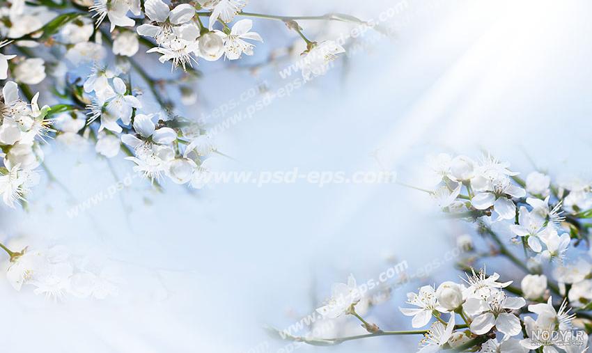 رخت سفید درختان با شکوفه های زیبای بهاری در زنجان به روایت تصاویر - تسنیم رخت سفید درختان با شکوفه های زیبای بهاری در زنجان به روایت تصاویر - تسنیم
