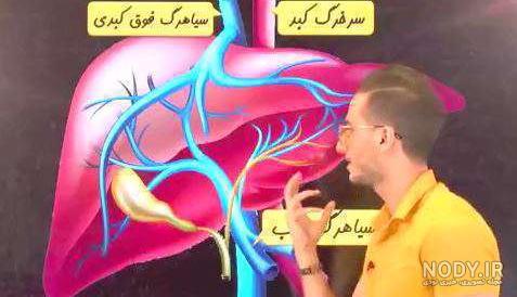 روده کوچک و نقش آن در دستگاه گوارش | هر آنچه باید بدانید – فرادرس - مجله‌