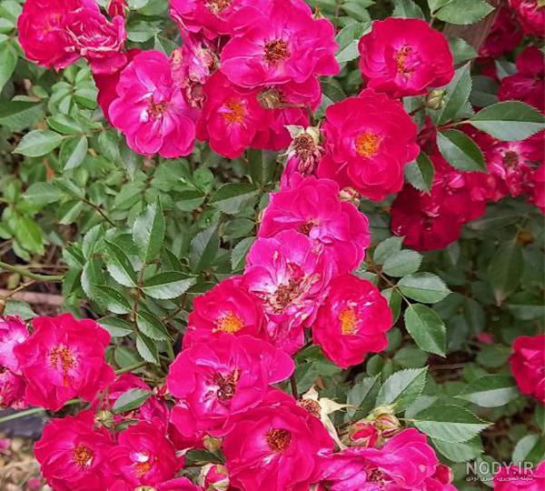 روش های تکثیر گل نسترن روبیجینوزا روش های تکثیر گل نسترن روبیجینوزا