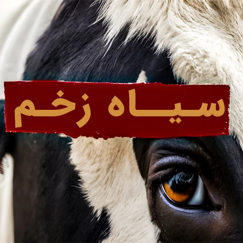 زخم باز و زخم بسته چیست | انواع زخم | عوارض و آثار سوء زخم ها