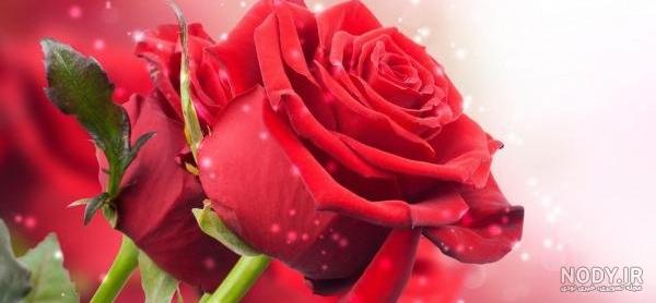 زیباترین گلهای جهان |عکس های مزارع گل - متمم زیباترین گلهای جهان |عکس های مزارع گل - متمم