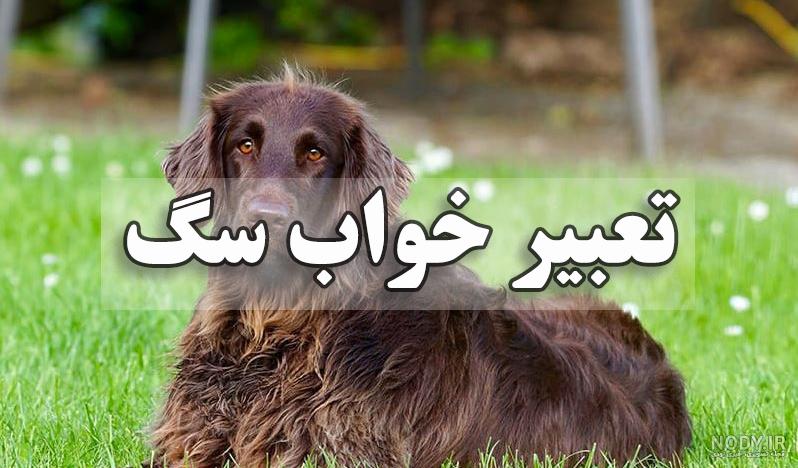 سگ نژاد قهدریجانی چه ویژگی هایی دارد؟ قیمت و خرید | جهان شیمی فیزیک سگ نژاد قهدریجانی چه ویژگی هایی دارد؟ قیمت و خرید | جهان شیمی فیزیک