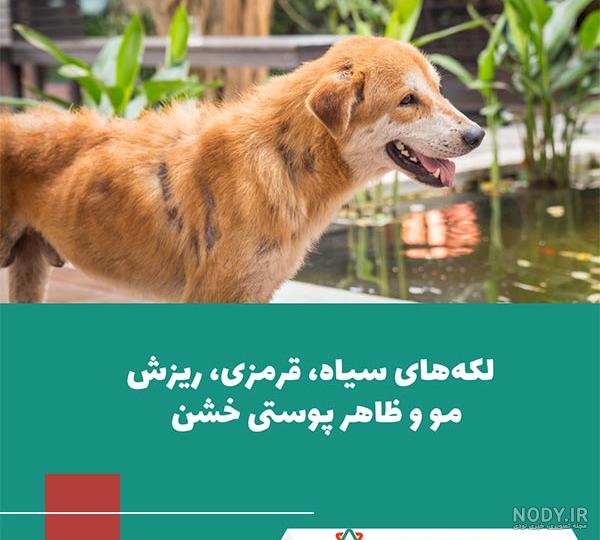 سگ پوتین استثنایی ترین سگ جهان + عکس و ویژگی های باورنکردنی سگ پوتین استثنایی ترین سگ جهان + عکس و ویژگی های باورنکردنی