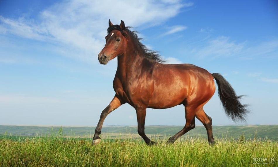 سیاه زخم چیست ؟ - بصیر شفیع