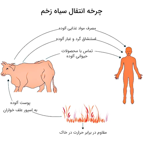 سیاه زخم یا آنتراکس چیست ؟ از علل و علائم این بیماری چه میدانید؟ - بلاگ
