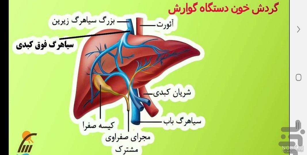 سیاهرگ باب فصل گوارش زیست دهم استاد عسگری