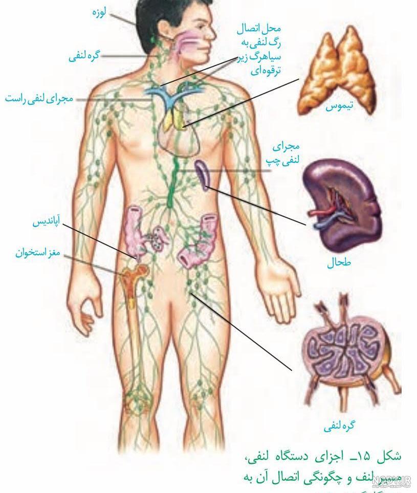 سیاهرگ فوق کبدی | تحلیل تصاویر زیست کنکور