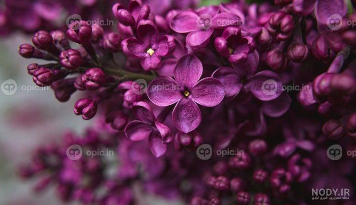 شاخه گل یاسمن جدا شده بر روی زمینه سفید 1423883 شاخه گل یاسمن جدا شده بر روی زمینه سفید 1423883