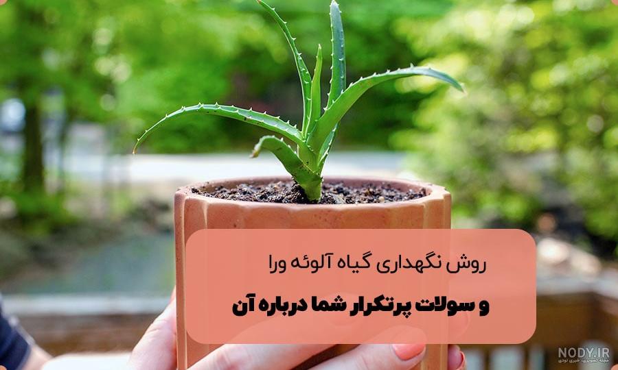 شرایط نگهداری و پرورش گل آلوورا شرایط نگهداری و پرورش گل آلوورا