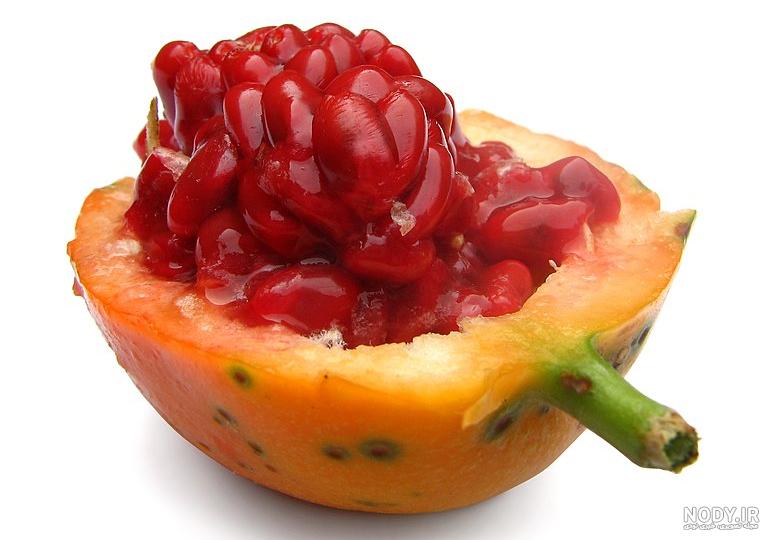 شرایط پرورش گل ساعتی | بازار بین المللی گل و گیاه سپاهان + فروشگاه اینترنتی  ارگ گل