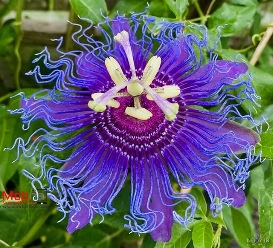 شگفت‌انگیزترین خواص گل ساعتی و انواع آن را بشناسید