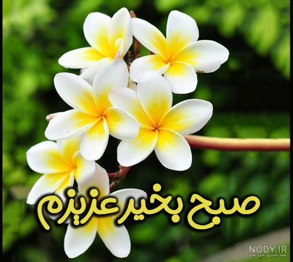 صبح بخیر های عاشقانه به همسر+ عکس نوشته های جدید