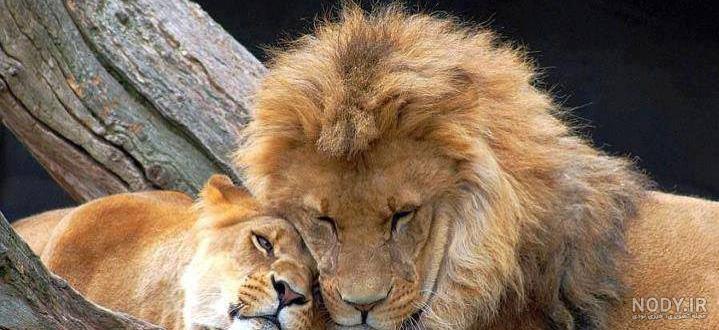 عاشقانه های حیوانات