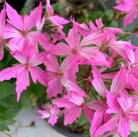 عکس از گل طبیعی زیبا