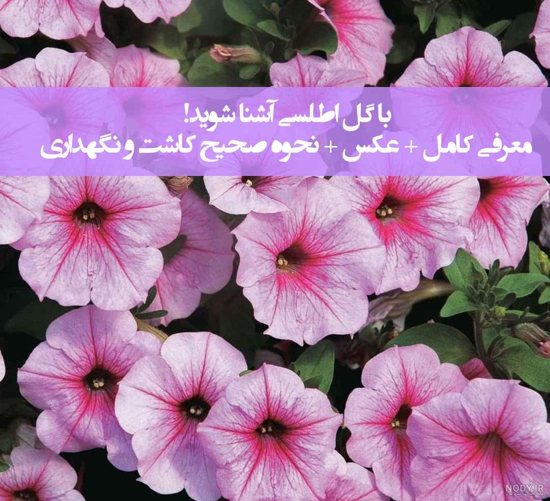 عکس انواع گل اطلسی