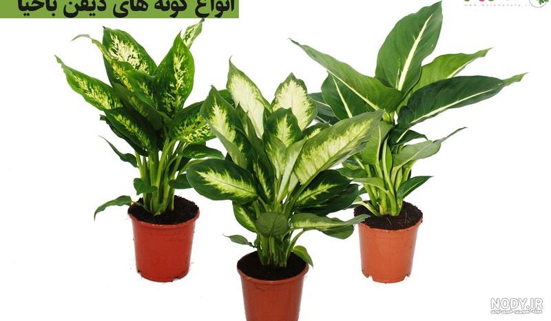 عکس انواع گل دیفن باخیا