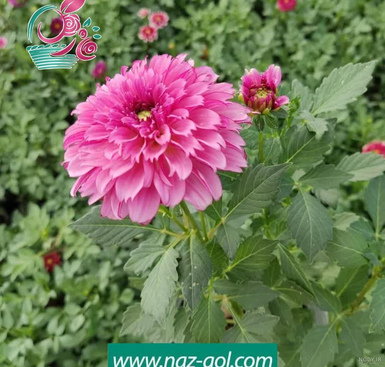 عکس با کیفیت تبلیغاتی گل های سفید زیبا - لایه باز طرح آماده psd - eps عکس با کیفیت تبلیغاتی گل های سفید زیبا - لایه باز طرح آماده psd - eps