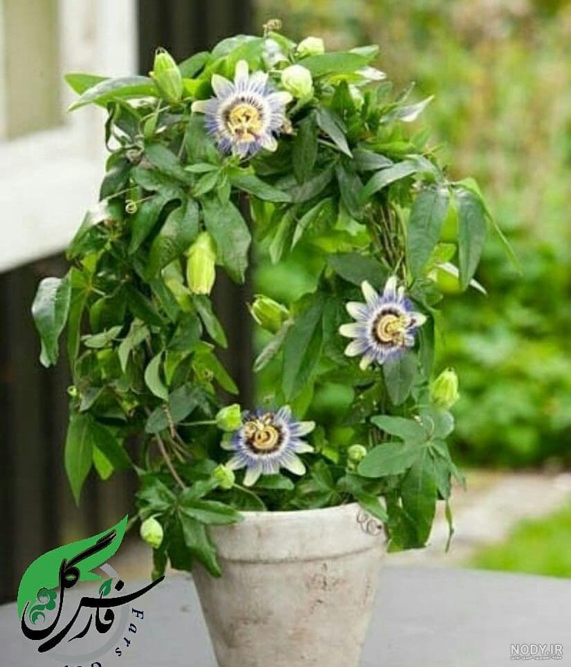 عکس بذر گل ساعتی