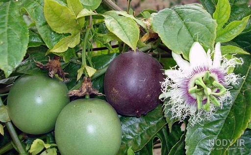 عکس بوته گل ساعتی