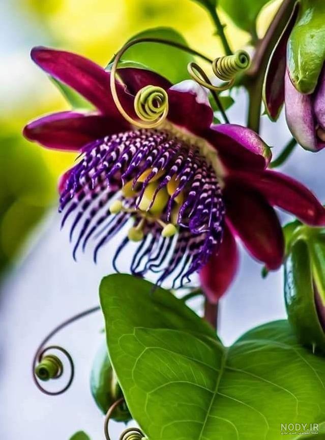 عکس بوته گل ساعتی