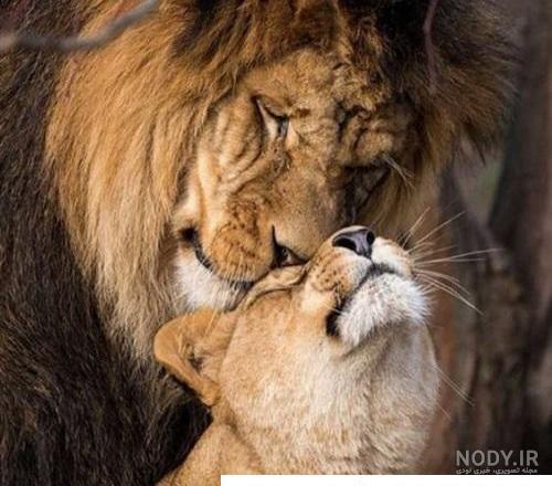 عکس های جالب و عاشقانه از حیوانات |