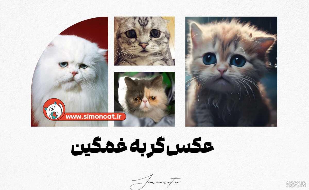 عکس های سیاه و سفید از زندگی اسرار آمیز گربه ها