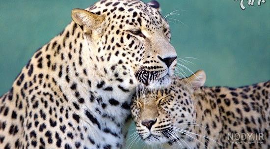 عکس های عاشقانه از حیوانات