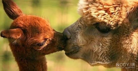 عکس های عاشقانه از رابطه زناشویی حیوانات (72عکس)