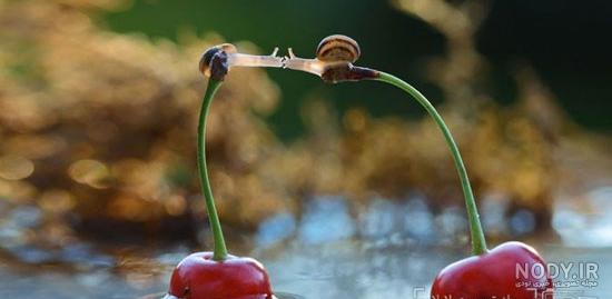 عکس های عاشقانه حیوانات - عکس نودی