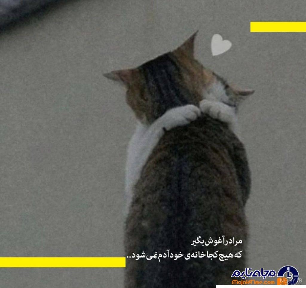 عکس های عاشقانه دختر کفشدوزک و گربه سیاه عکس های عاشقانه دختر کفشدوزک و گربه سیاه