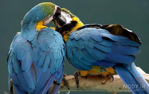 عکس های عاشقانه و رمانتیک از حیوانات زیبا