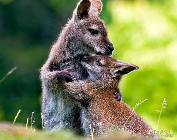 عکس عاشقانه پروفایل حیوانات ❤️ [ بهترین تصاویر ]