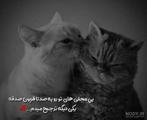 عکس های عاشقانه گربه