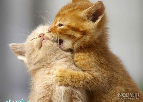 عکس های عاشقانه گربه ها عکس های عاشقانه گربه ها