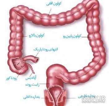 عکس قلب واقعی و محل دقیق رگ‌های مختلف آن با کیفیت بالا