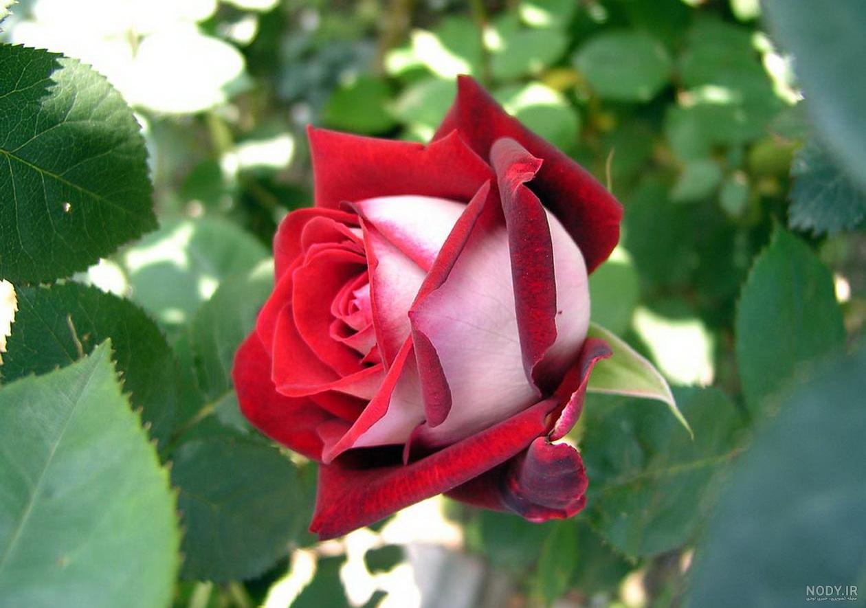 عکس نوشته گل؛ راهی جذاب برای ارسال پیام به دیگران