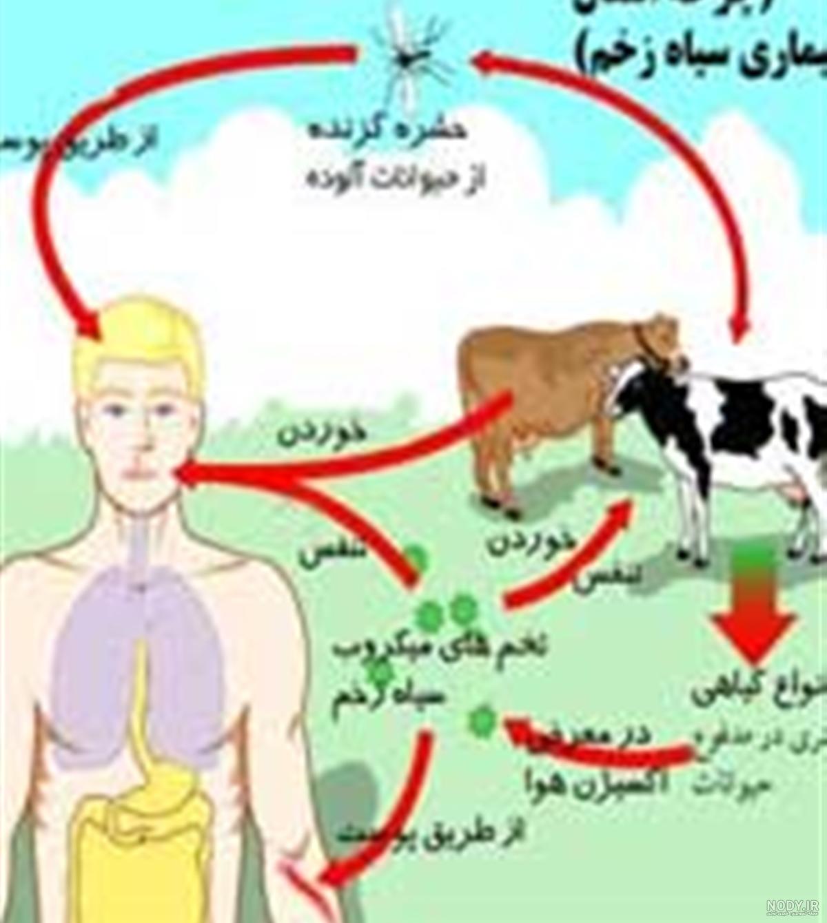 عکس ها و پوستر قسمت آخر زخم کاری ۲ | فیلیموشات