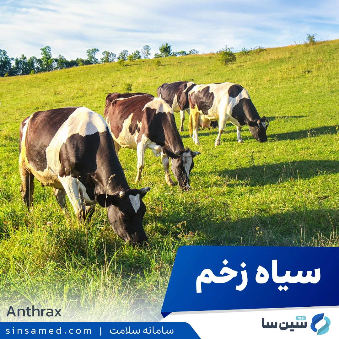 عکس هایی از سیاه زخم