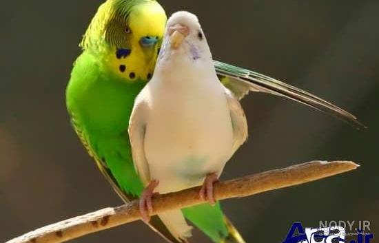 عکس پرنده کوکوی دیدریک سبز رنگ مخصوص تصویر پروفایل