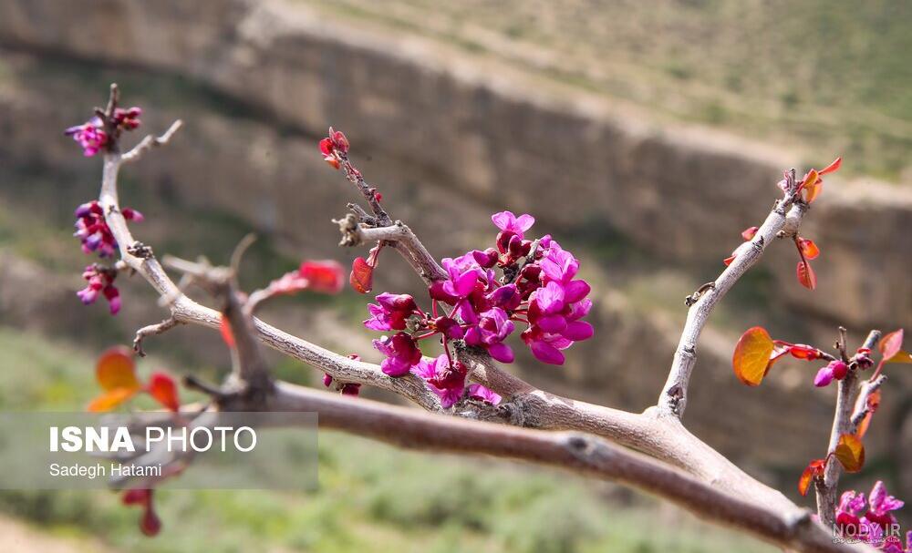 عکس گل ارغوان - عکس نودی عکس گل ارغوان - عکس نودی