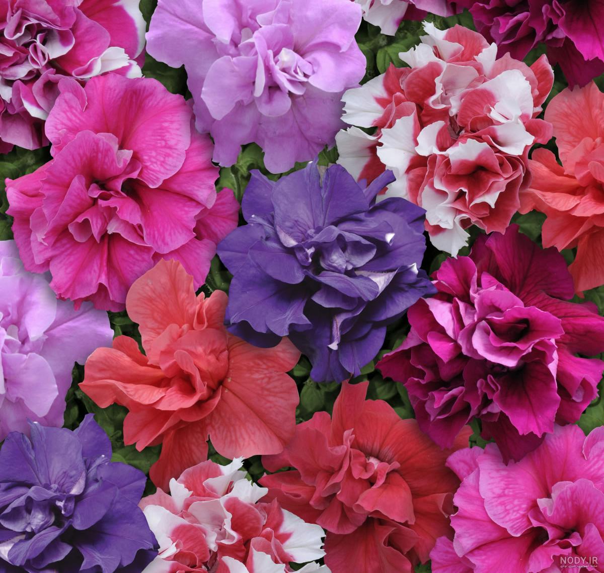عکس گل های اطلسی عکس گل های اطلسی