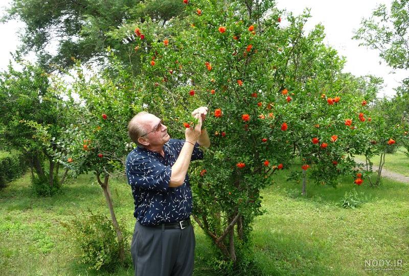 عکس گل انار زینتی