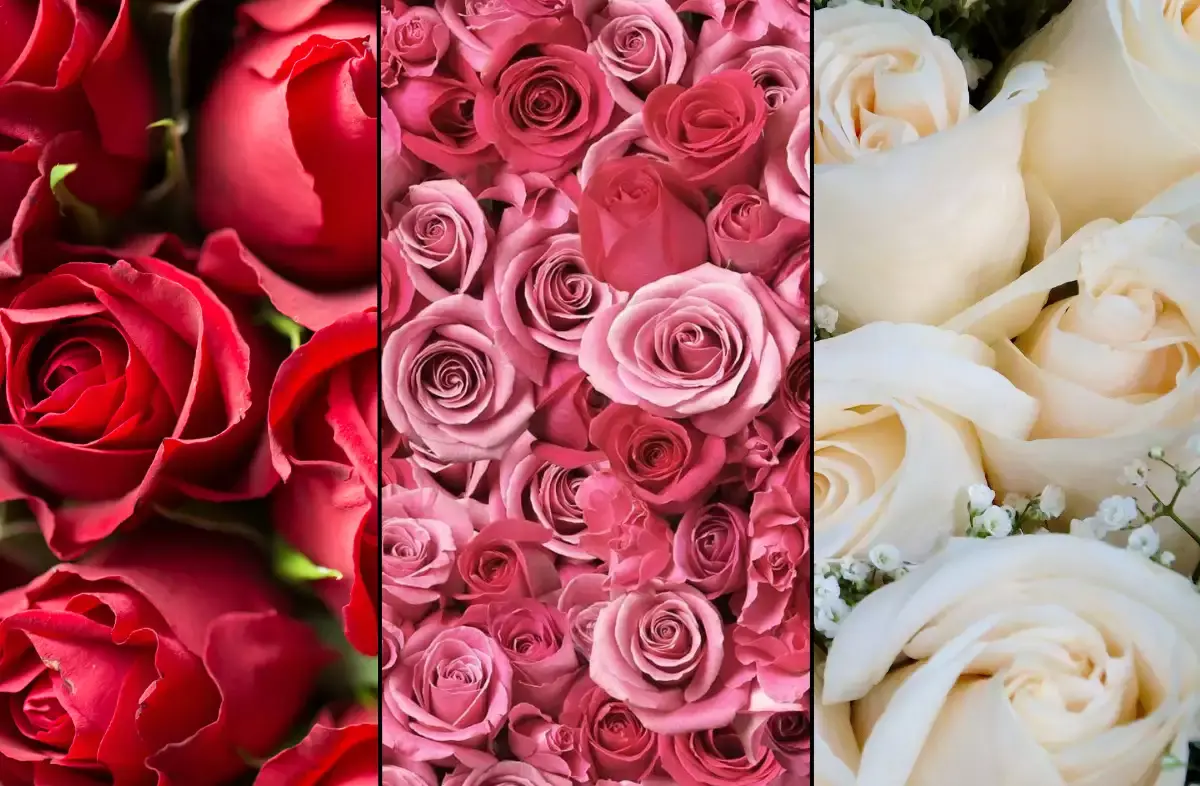 عکس گل برای پروفایل دخترونه + عکس گل برای پروفایل عاشقانه