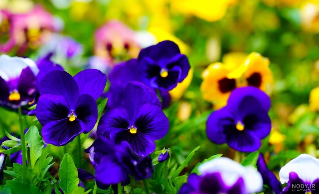 عکس گل بنفش برای تصویر زمینه عکس گل بنفش برای تصویر زمینه