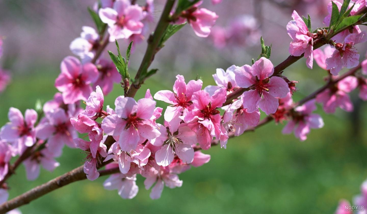 عکس گل های بهاری عکس گل های بهاری