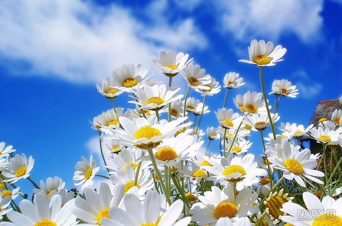 عکس گل های بهاری باغچه ای عکس گل های بهاری باغچه ای