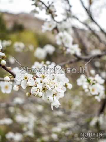 عکس گل های بهاری سفید