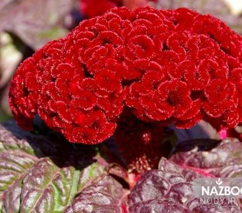 عکس های گل تاج خروسی عکس های گل تاج خروسی
