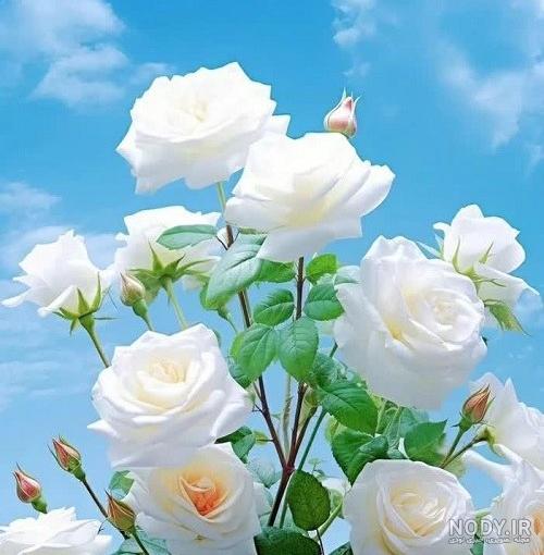عکس گل رز زیبا و خاص برای پروفایل جدید عکس گل رز زیبا و خاص برای پروفایل جدید
